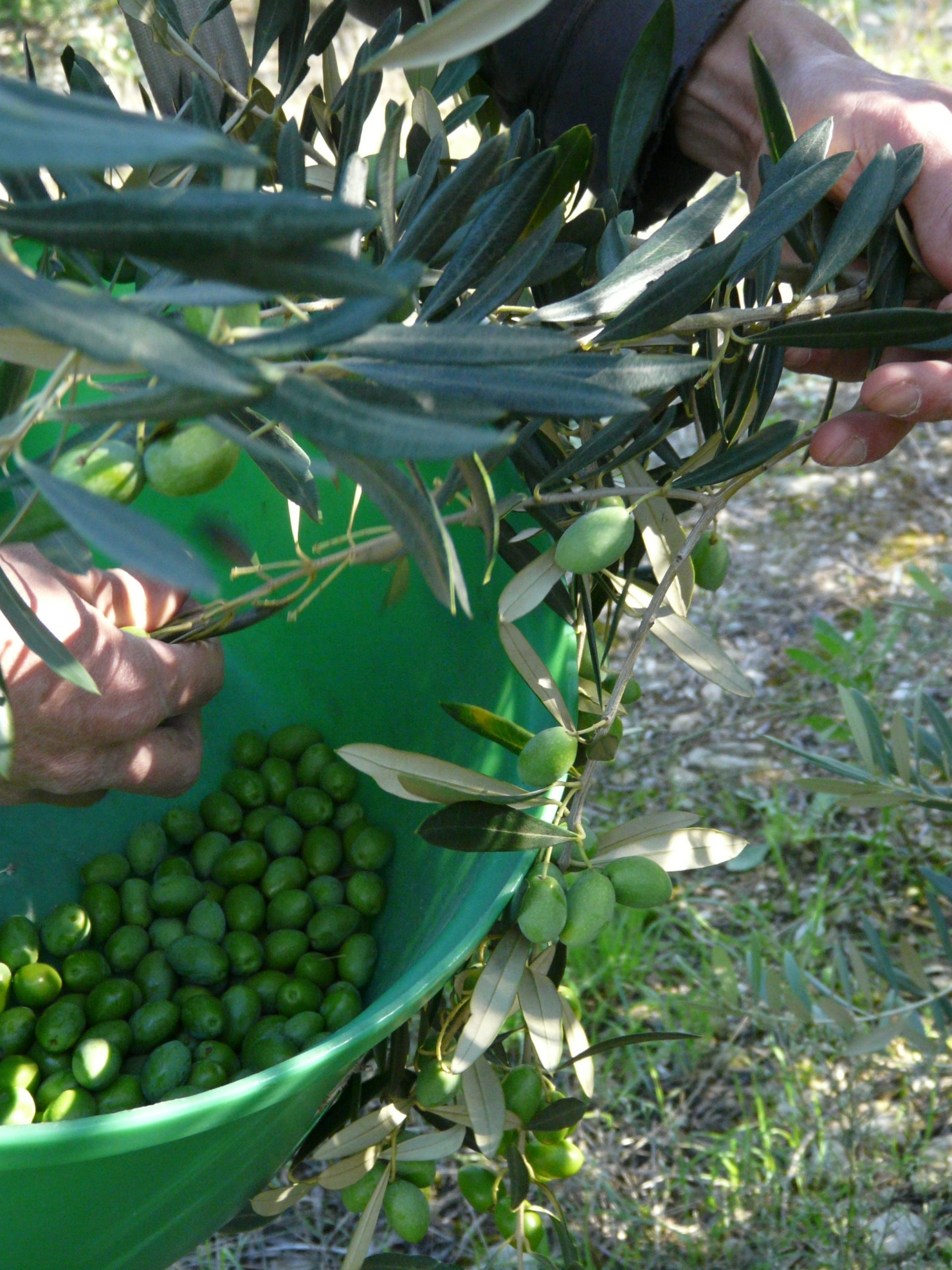 Aud’Étour : journée découverte entre huile d’olive et vin dans les profondeurs de Terra Vinea