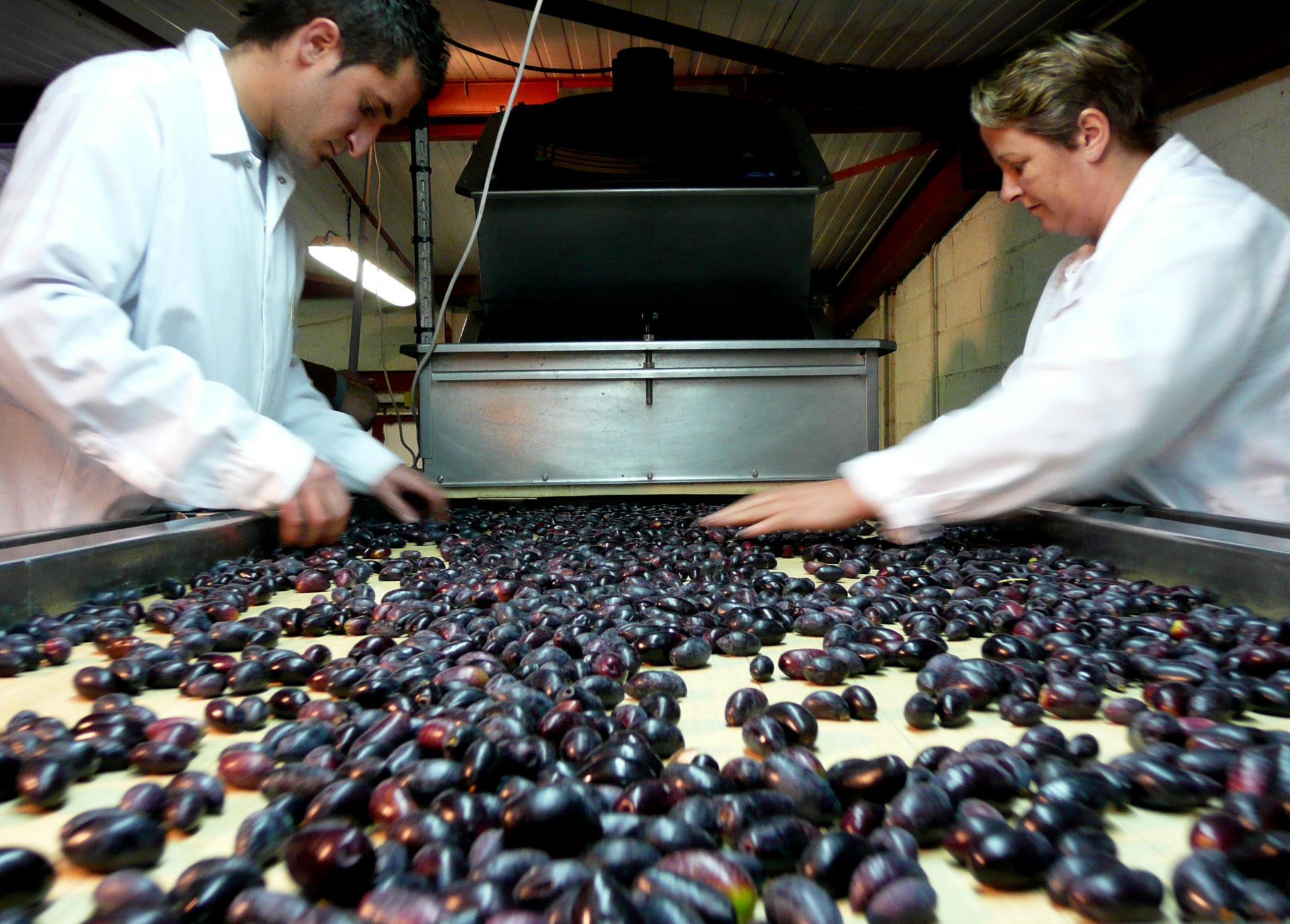 Journée gourmande avec Aud’Étour : de l’huile d’olive au chocolat dans l’Aude