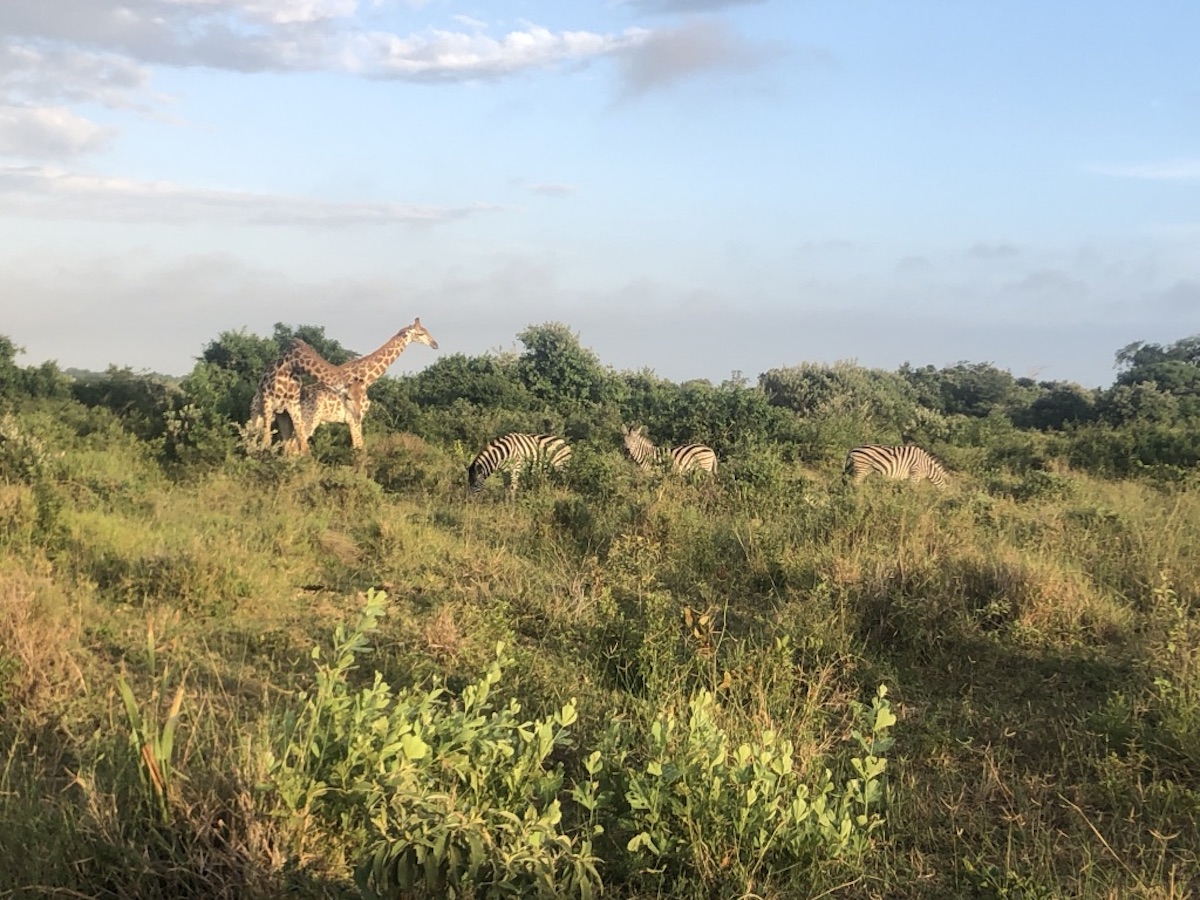 Voyage en groupe avec Aud’Étour : de la réserve africaine de Sigean à la dégustation de blanquette