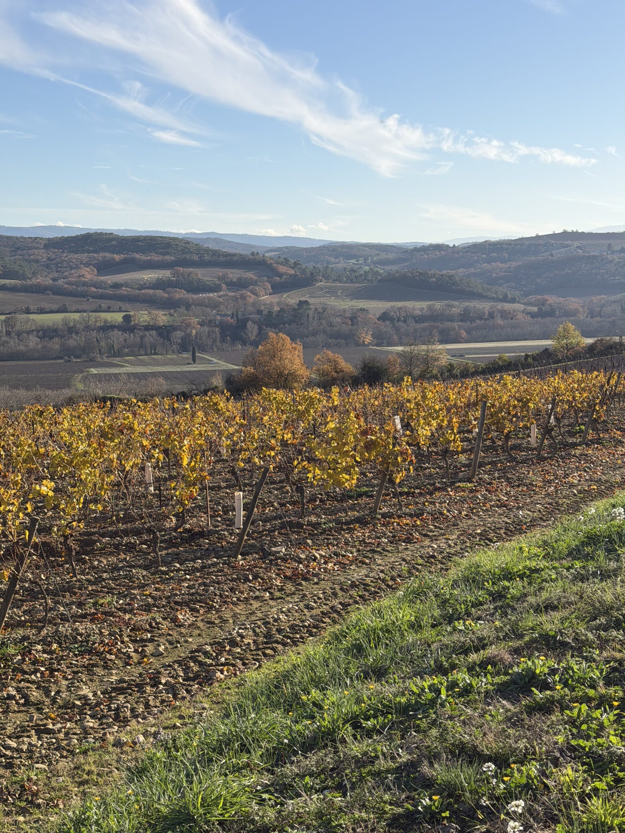 Vignoble en automne avec vue sur les collines.